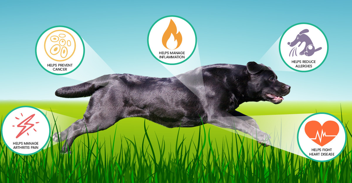 cbd-oil-5-reasons-article